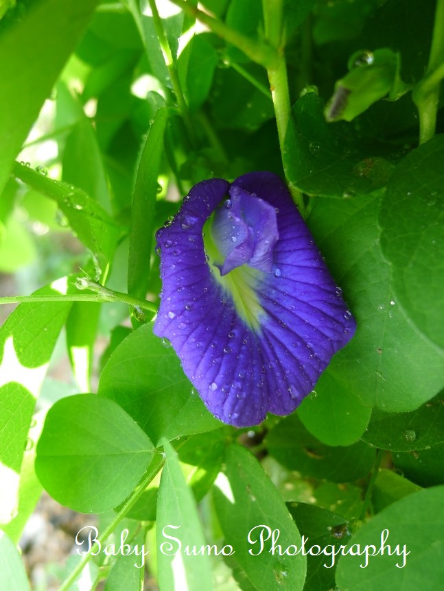 Baby Sumo Photography Blue pea flower bunga  telang  with 