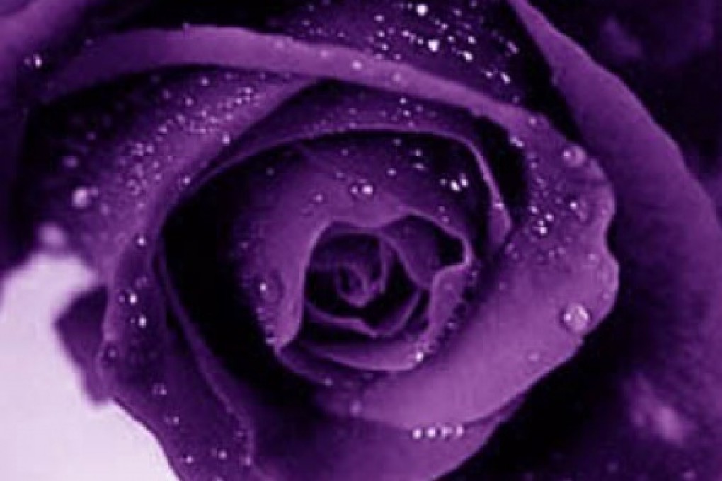Purple Rose Flowers Flower Hd Wallpapers Images Pictures