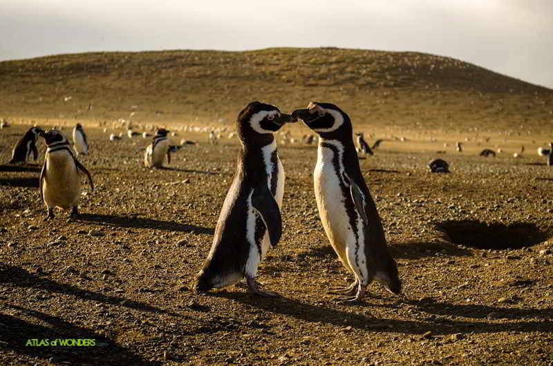 Lindos Pinguinos