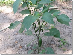 P5250542