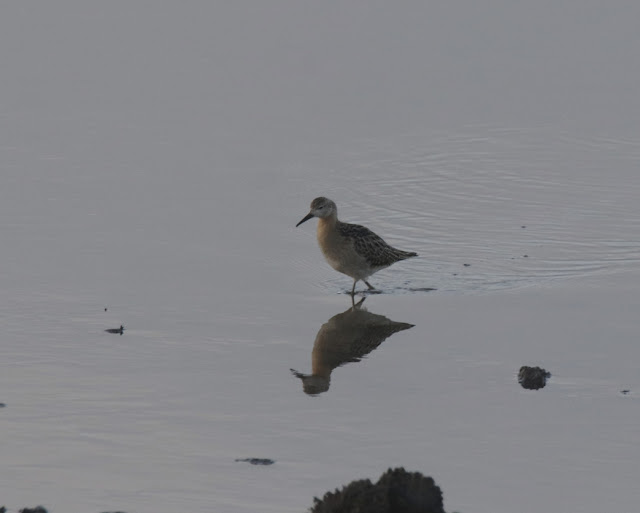 Combatiente (Philomachus pugnax)