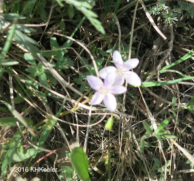 spring beauty, Claytonia rosea