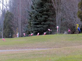 lawn flamingos