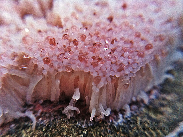 Beyaz makro mantar , macro fungi 