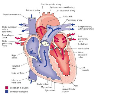 physiology of heart. Blood Flow Through the Heart: