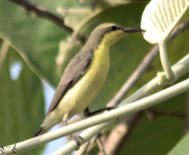 The purple sunbird (Cinnyris asiaticus)