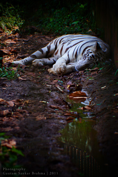 Assam State Zoo cum Botanical Garden Guwahati Assam India