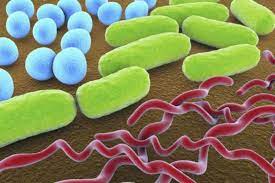 Bacteria: Characteristics, Occurrence, Structure, Different Shapes and Reproduction
