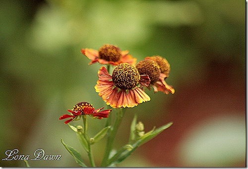 Helenium_July29