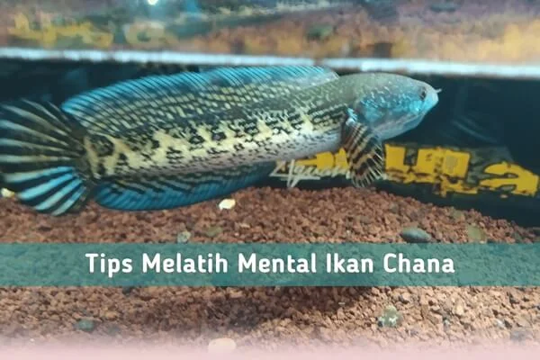 cara melatih ikan chana