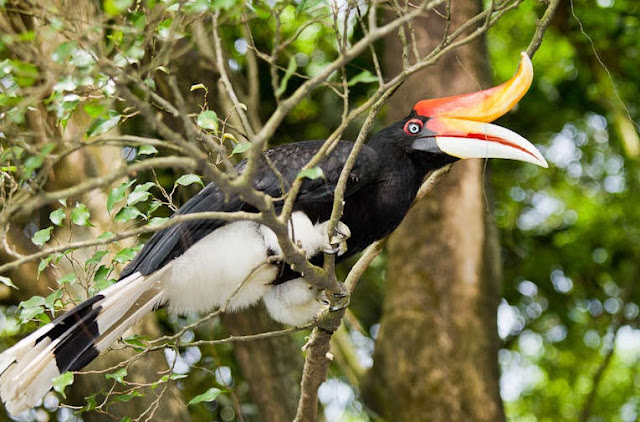 Công Viên Chim Kuala Lumpur (KL Bird Park) - Khu Vui Chơi Giải Trí Malaysia 