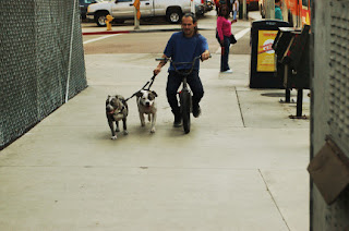man and his pit bulls Hill area downtown LA, CA 8-5-16