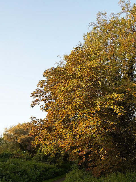 Tree now has brown leaves