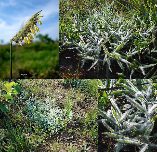 como-plantar-capim-flechinha-echinolaena-inflexa-plantas-ornamentais-nativas