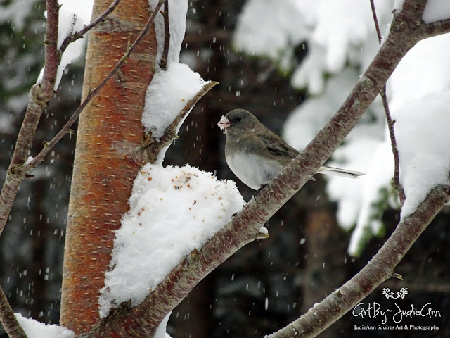 Dark-Eyed Junco