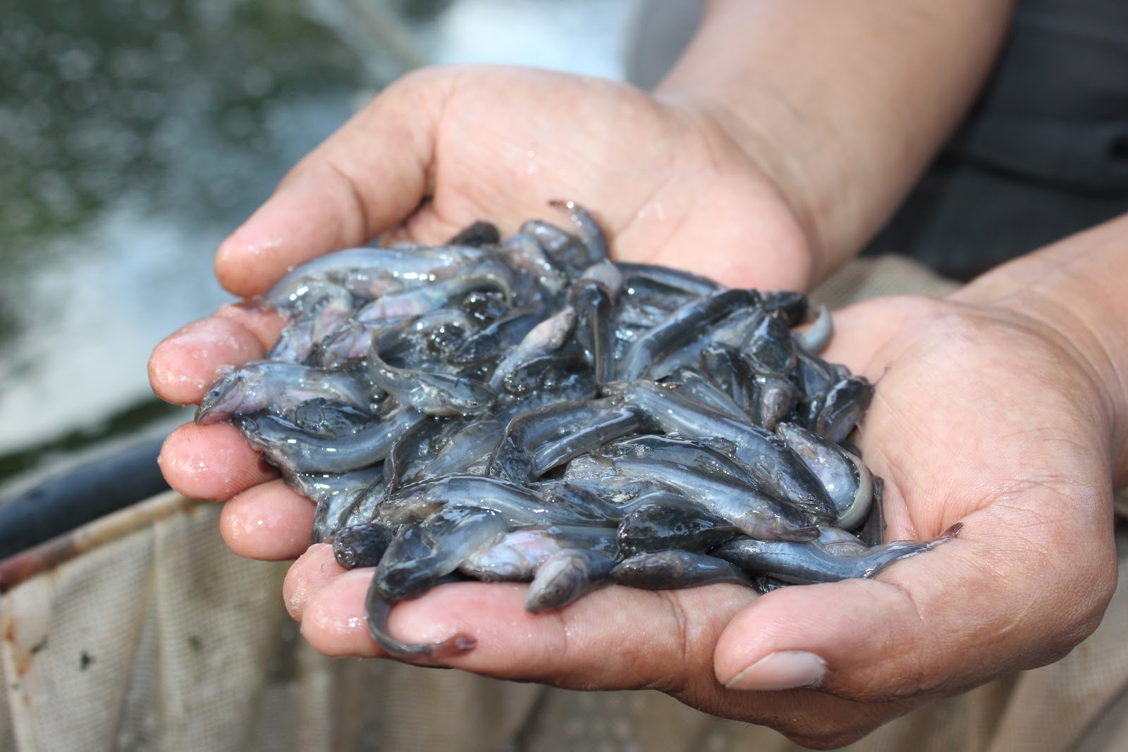 Sedia Jual Ikan Lele Tanjung Selor, Kalimantan Utara Terlaris