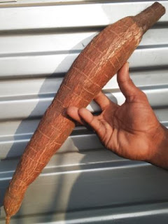 Cassava tube without damage