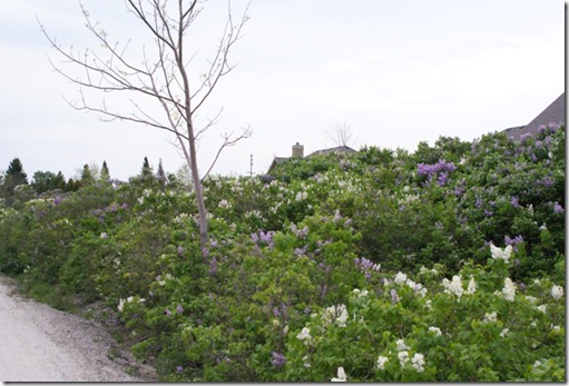 lilacs 2