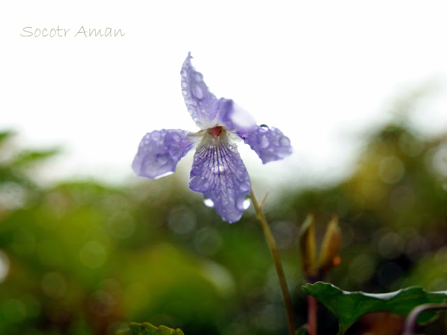 Viola grypoceras