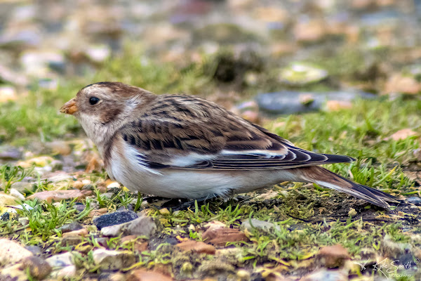 Snow bunting