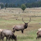 100 elk die mysteriously in 24 hours in New Mexico (video)