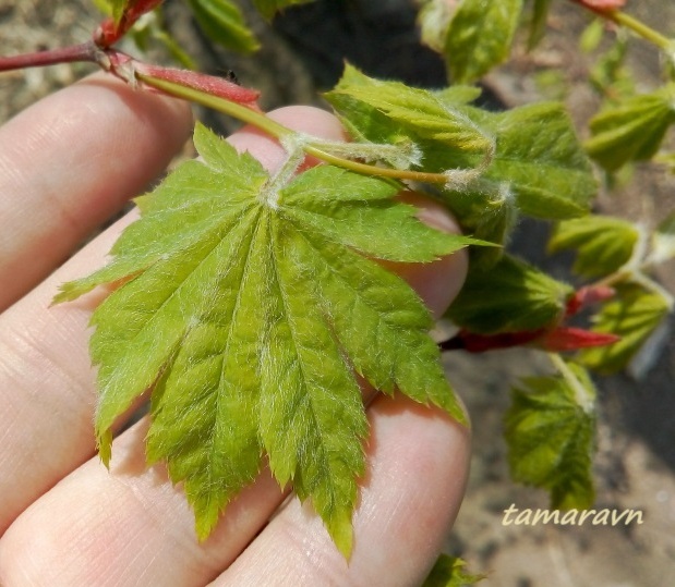 Клён ложнозибольдов (Acer pseudosieboldianum)