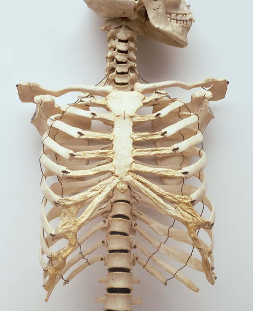 Are You Smarter Than Matt?: ANSWER: Anatomy