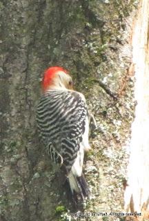 Red-bellied Woodpeckers