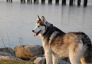 siberian huskies, different breeds of dogs pictures