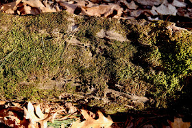 moss growing on a fallen tree