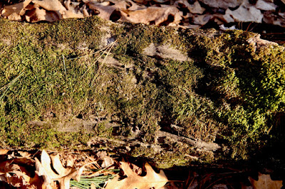 moss growing on a fallen tree