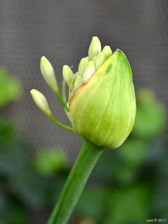 green bud at the rocks