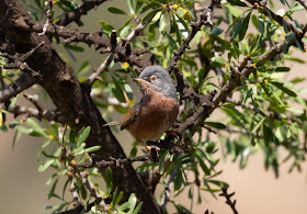 Tristram's Warbler - Paradise Valley, Morocco