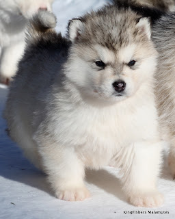 Alaskan Malamute Puppy Picture