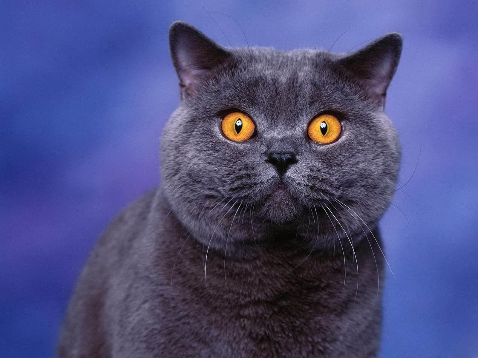  wallpapers  Yellow  Eyes cat  Wallpapers 