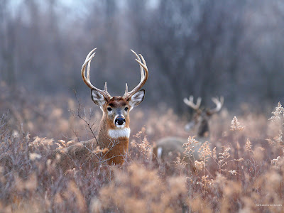 deer wallpaper. Beautiful deer wallpapers