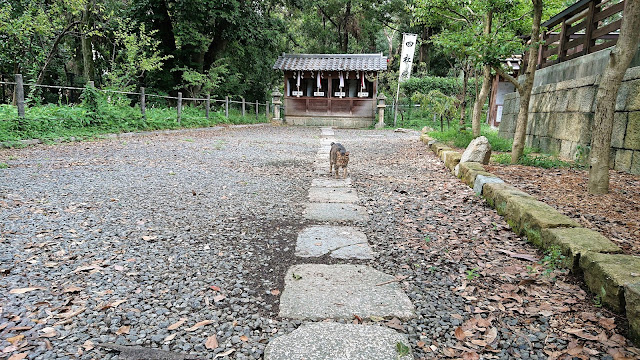 大阪府高槻市 上宮天満宮 猫神社 ねこ神社