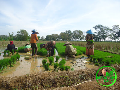 Babut / cabut benih padi. Bibit padi dari Tegalsungsang ditanam di Bakan Bandung, Subang.