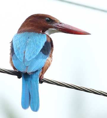 "White-throated Kingfisher - Halcyon smyrnensis, daily visitor perched on a cable over the stream."