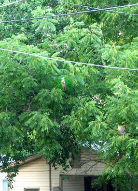 hungbird