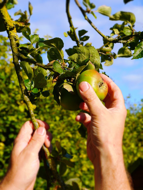 Apple picking