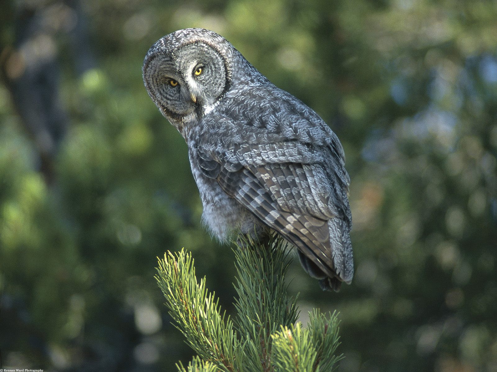 Hunting Great Gray Owl Wallpapers - Animal Wallpapers