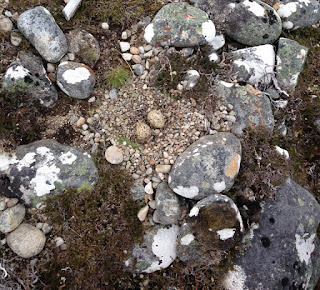 Oystercatcher nest by Ellis Lucas