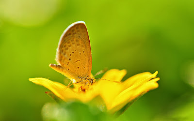 Yellow butterfly wallpaper