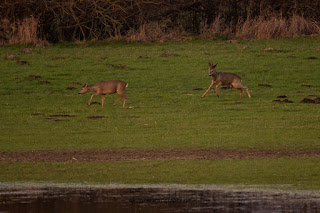 Wildlifefotografie Naturfotografie Lippeaue Sonnenuntergang Olaf Kerber