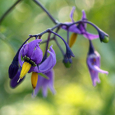 Solanum dulcamara. Foto di Andrea Mangoni.