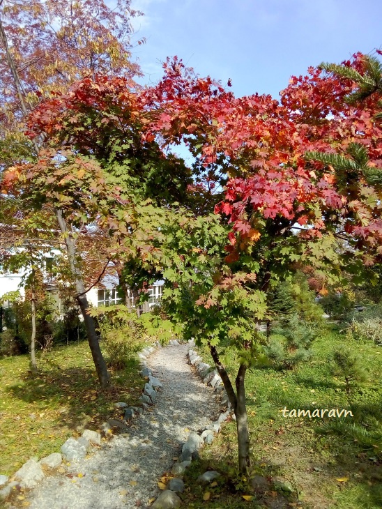 Клён ложнозибольдов (Acer pseudosieboldianum)