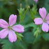 Foto Bunga Geranium