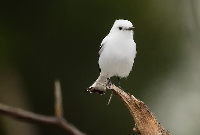 Avistaje de aves en Argentina, Salta. Birdwatching y fotografía de Juan Carlos Gorrini.