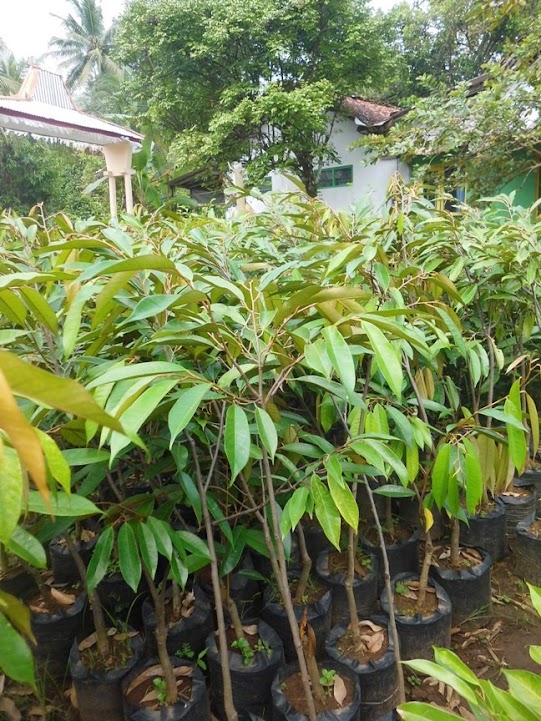 bibit durian duri hitam ochee siap dikebunkan Sulawesi Selatan